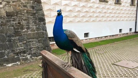 Beautiful peacock in the Park Stock Footage 104843398