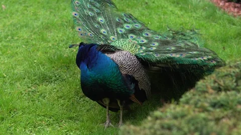 A beautiful peacock pecking himself 스톡 동영상 240383996