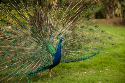 Beautiful peacock Stock Photos