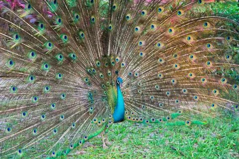 Beautiful peacock Stock Photos