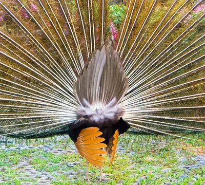 Beautiful peacock Stock Photos