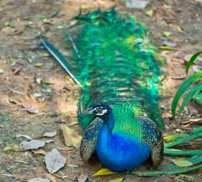 Beautiful peacock Stock Photos