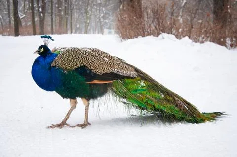 Beautiful peacock Foto stock