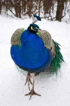 Beautiful peacock Stock Photos