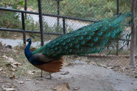 Beautiful peacock Stock Photos