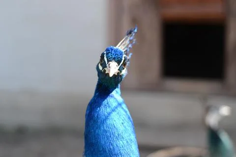 Beautiful peacock Stock-Fotos