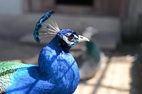 Beautiful peacock Stock-Fotos