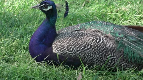 Beautiful Peacock Resting 스톡 동영상 167100602