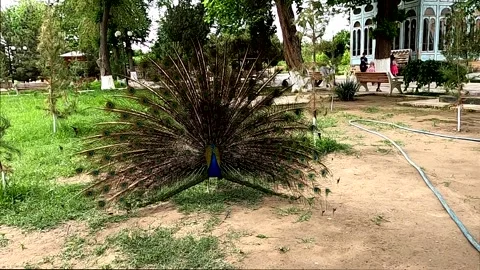 Beautiful peacock shaking its outspread tail feathers at Sitorai Mokhi-Khosa Stock Footage 336059321