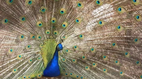 Beautiful peacock shaking its tail Stock Footage 39935751