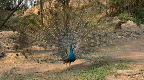 Beautiful peacock shaking its tail. Stock Footage 43984491