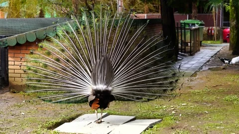 Beautiful peacock shows its tail, peacock with spread wings Stock Footage 151467006