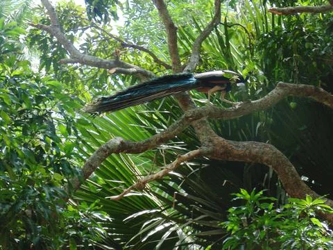 Beautiful peacock sitting on a tree branch Stock Photos