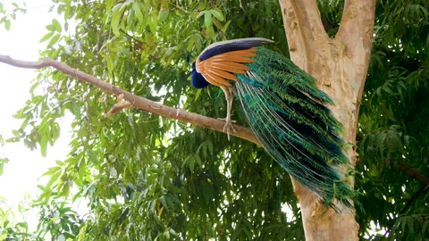 A beautiful peacock is sitting on a tree Stock Footage 236789498