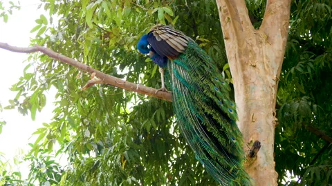 A beautiful peacock is sitting on a tree Vídeos de archivo 238717173