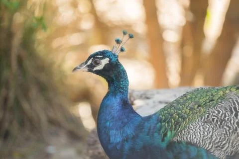 A beautiful peacock with a soft background Foto stock