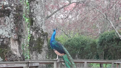 Beautiful peacock standing on a railing Video stock 334133175