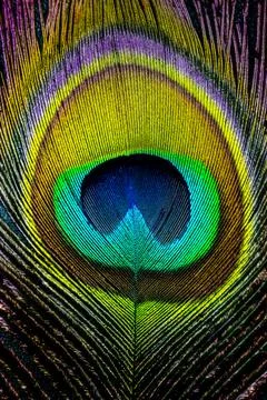 Beautiful peacock tail feather Stock Photos