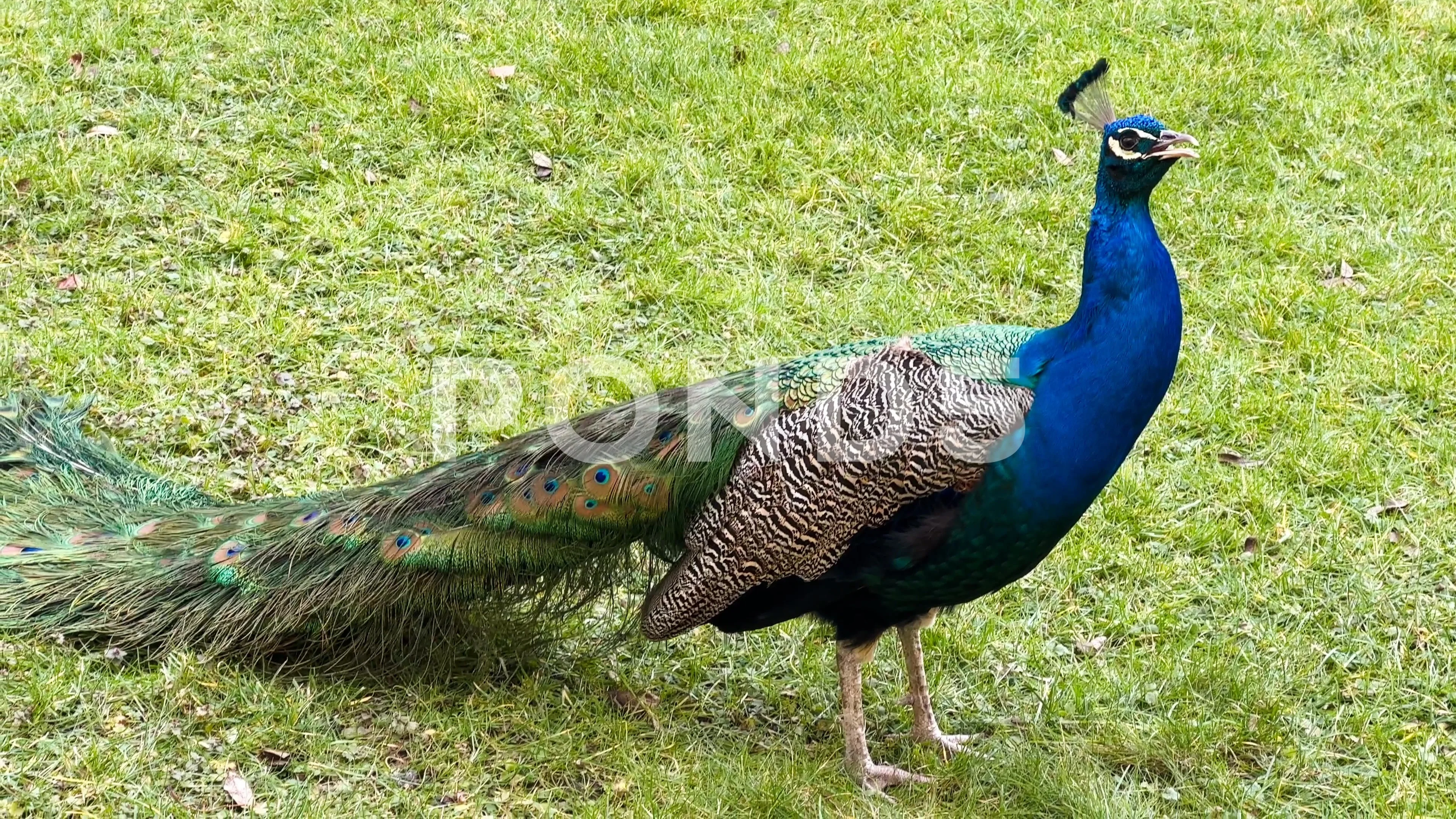 Beautiful peacock tail feathers. Stock video clip. 4K