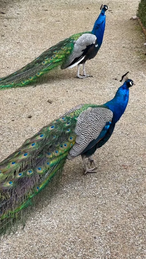 Peacock Peahen Peafowl Stock Footage ~ Royalty Free Stock Videos