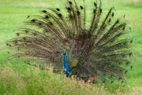 Beautiful Peacock Tail Stock Photos