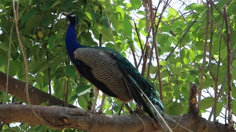 Beautiful Peacock on a Tree Branch Stock Footage 86627137