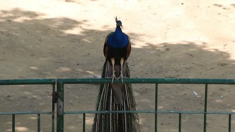 Beautiful Peacock on a Tree Branch Stock Footage 86627192