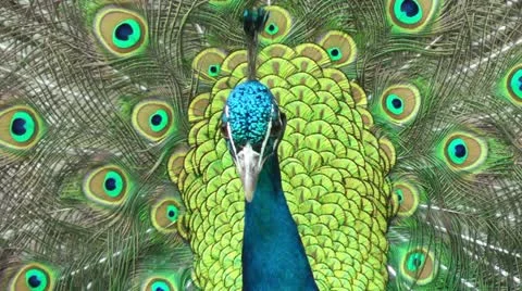 Beautiful peacock turning Stock Footage 20486557