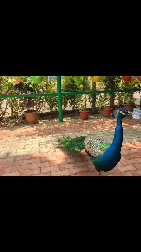 Beautiful peacock walk Stock Footage 274397762