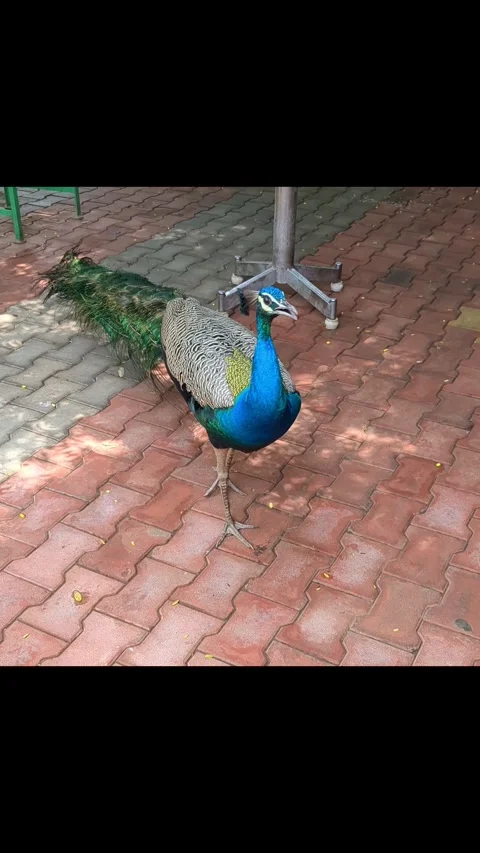 Beautiful peacock walk Stock Footage 274397904