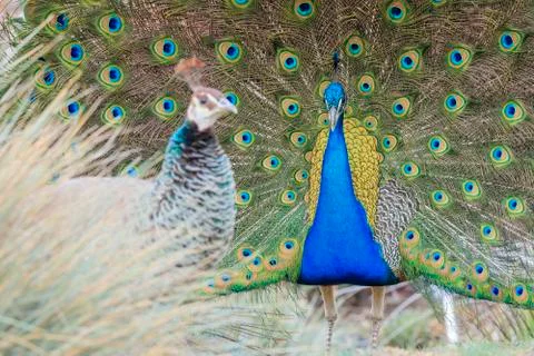 Beautiful peacock walking around Foto stock