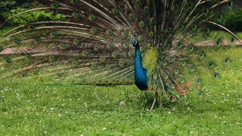 A beautiful peacock is walking on the grass in the yard of the house Stock Footage 344898772