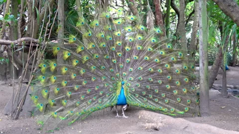 Beautiful peacock at the zoo Stock Footage 322734064