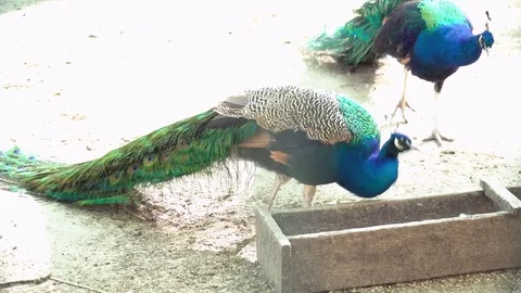 Beautiful peacocks walking in its cage closeup Video stock 76090608