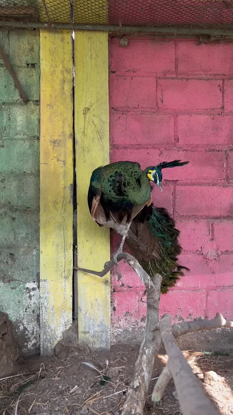 Beautiful peacocks in zoo captivity Stock Footage 306404556