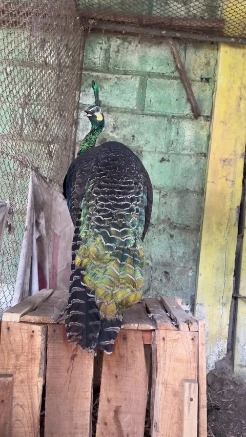 Beautiful peacocks in zoo captivity Stock Footage 306404574