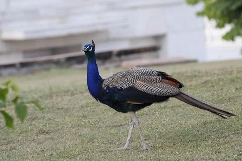 Beautiful peafowl in Jungle Stock Photos