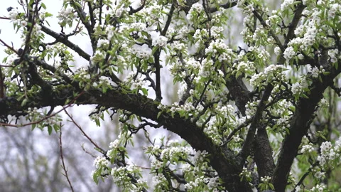 Beautiful pear tree branches with small white flowers watering with rain Video stock 138167089