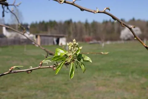 Beautiful pear tree flowers in spring. White bloom of a pear tree. Close up. Stock Photos