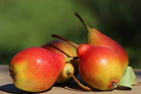 Beautiful pears Stock Photos