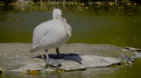 Beautiful pelican and turtle Stock Footage 55340575