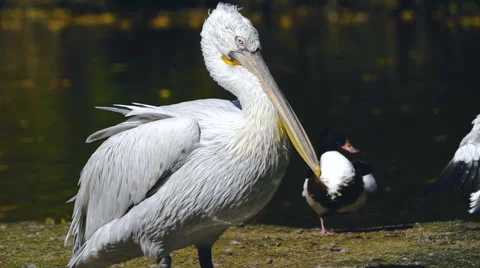 Beautiful pelican Stock Footage 55339198