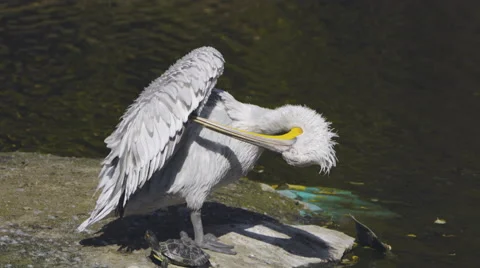 Beautiful pelican Stock Footage 55339199