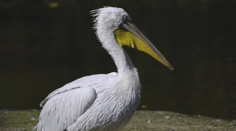 Beautiful pelican Stock Footage 55339284