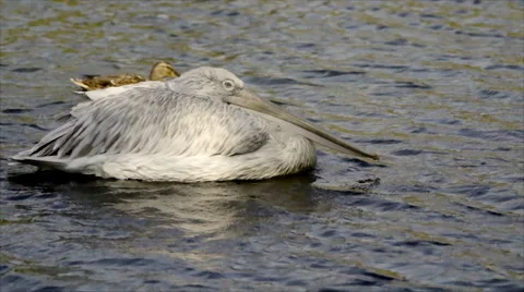 Beautiful pelican Stock Footage 55340935