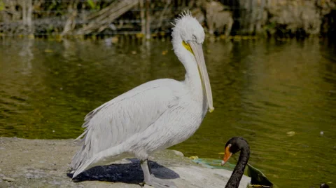 Beautiful pelican Stock Footage 55342086