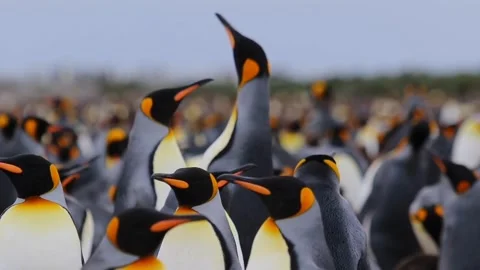 Beautiful penguins Video stock 270817512