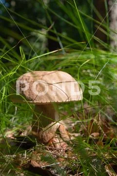 Beautiful penny bun mushroom hidden in grass in natural habitat Stock Photos