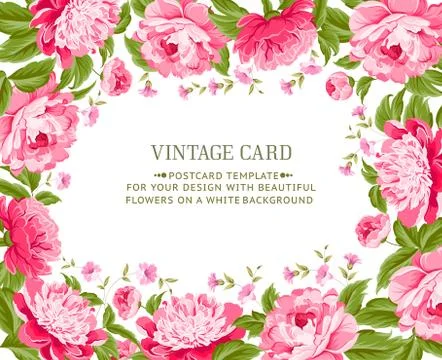 Beautiful peonies. Stock Illustration