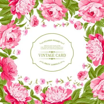 Beautiful peonies. Stock Illustration